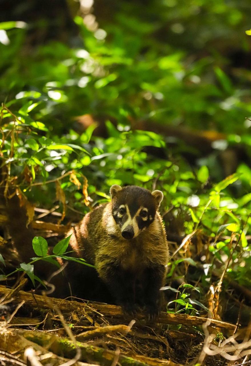 Los Pinos Cabins & Reserve Monteverde 外观 照片